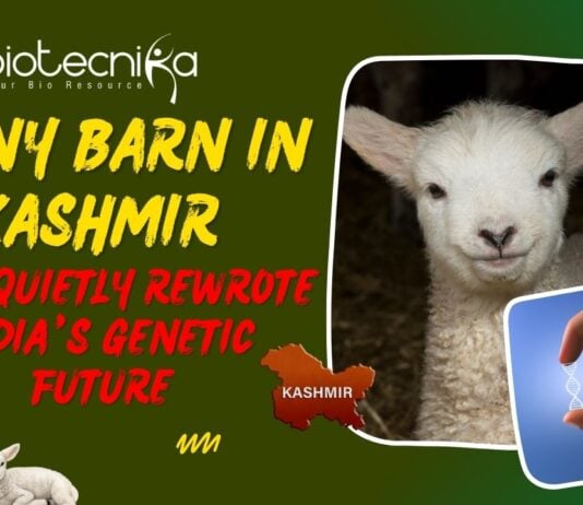 India's First Gene-Edited Sheep
