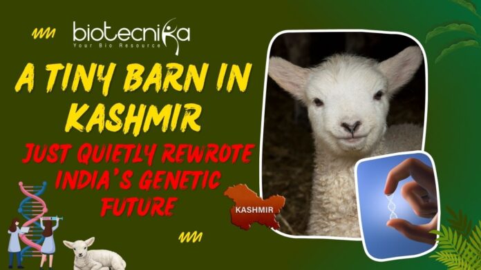India's First Gene-Edited Sheep