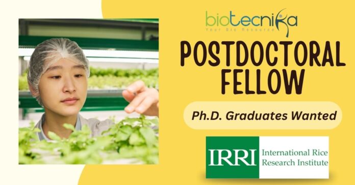 Postdoctoral Fellow in Mechanization & Postharvest Research
