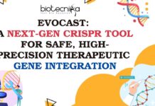 evoCAST: A Next-Gen CRISPR Tool for Safe, High-Precision Therapeutic Gene Integration