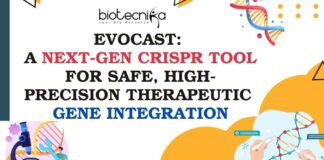 evoCAST: A Next-Gen CRISPR Tool for Safe, High-Precision Therapeutic Gene Integration