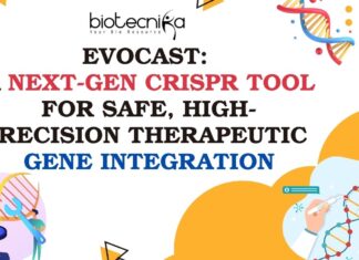 evoCAST: A Next-Gen CRISPR Tool for Safe, High-Precision Therapeutic Gene Integration