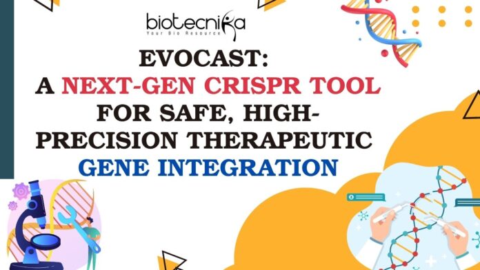 evoCAST: A Next-Gen CRISPR Tool for Safe, High-Precision Therapeutic Gene Integration