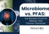 Microbiome vs. PFAS: Gut Bacteria Found to Cleanse Toxic “Forever Chemicals”