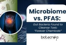 Microbiome vs. PFAS: Gut Bacteria Found to Cleanse Toxic “Forever Chemicals”