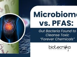 Microbiome vs. PFAS: Gut Bacteria Found to Cleanse Toxic “Forever Chemicals”