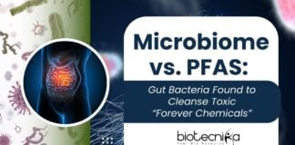Microbiome vs. PFAS: Gut Bacteria Found to Cleanse Toxic “Forever Chemicals”