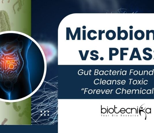 Microbiome vs. PFAS: Gut Bacteria Found to Cleanse Toxic “Forever Chemicals”