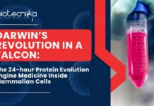 Darwin’s Revolution in a FALCON: The 24-hour Protein Evolution Engine Medicine Inside Mammalian Cells