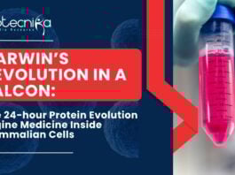 Darwin’s Revolution in a FALCON: The 24-hour Protein Evolution Engine Medicine Inside Mammalian Cells