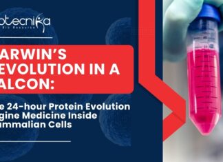 Darwin’s Revolution in a FALCON: The 24-hour Protein Evolution Engine Medicine Inside Mammalian Cells
