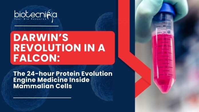 Darwin’s Revolution in a FALCON: The 24-hour Protein Evolution Engine Medicine Inside Mammalian Cells