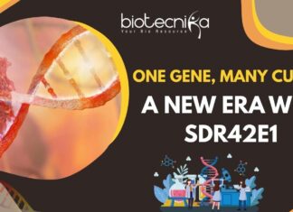 Cancer Treatment Revolution - SDR42E1 Gene Discovery