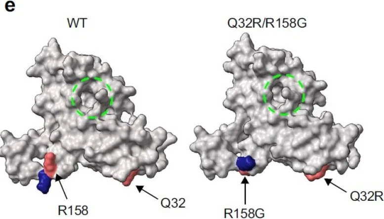 PROTEUS Transforms Protein Engineering