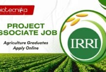 IRRI Hyderabad Project Jobs