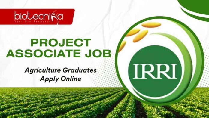 IRRI Hyderabad Project Jobs
