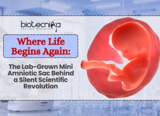 The Lab-Grown Mini Amniotic Sac Behind a Silent Scientific Revolution Where Life Begins Again: