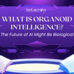 What Is Organoid Intelligence The Future of AI Might Be Biological