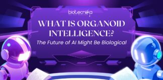 What Is Organoid Intelligence The Future of AI Might Be Biological