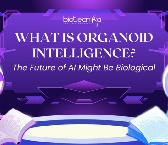 What Is Organoid Intelligence The Future of AI Might Be Biological