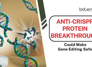 Anti-CRISPR Protein Breakthrough Could Make Gene Editing Safer