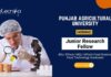 Food Technology Research Jobs at Punjab Agricultural University Apply Now for the JRF Position