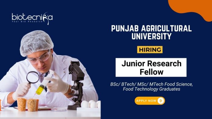 Food Technology Research Jobs at Punjab Agricultural University Apply Now for the JRF Position