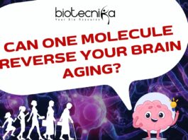 Can One Molecule Reverse Your Brain Aging?