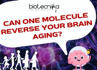 Can One Molecule Reverse Your Brain Aging?
