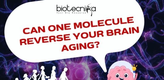 Can One Molecule Reverse Your Brain Aging?