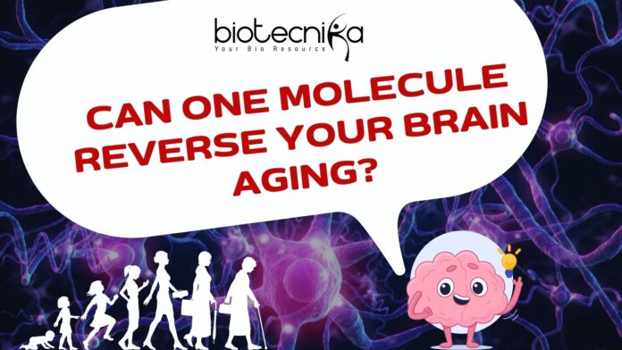 Can One Molecule Reverse Your Brain Aging?