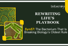 Engineered Syn57 Bacteria Redefine the Genetic Code with 57 Codons