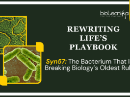 Engineered Syn57 Bacteria Redefine the Genetic Code with 57 Codons