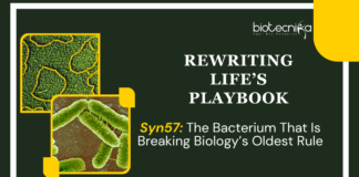 Engineered Syn57 Bacteria Redefine the Genetic Code with 57 Codons
