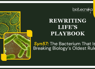 Engineered Syn57 Bacteria Redefine the Genetic Code with 57 Codons