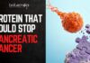 Hope on the Horizon: Scientists Discover A Protein That May Halt Pancreatic Cancer Growth Breakthrough In Pancreatic Cancer. Cancer-Causing Protein Found