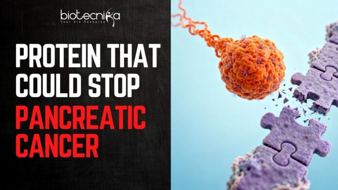 Breakthrough In Pancreatic Cancer. Cancer-Causing Protein Found