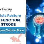 Scientists Restore Brain Function After Stroke Using Stem Cells in Mice Scientists Restore Brain Function After Stroke Using Stem Cells in Mice