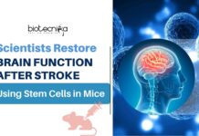Scientists Restore Brain Function After Stroke Using Stem Cells in Mice