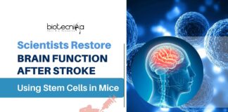 Scientists Restore Brain Function After Stroke Using Stem Cells in Mice