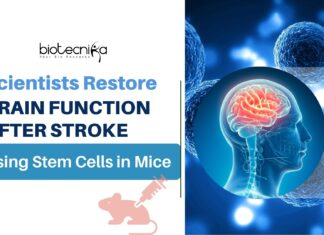 Scientists Restore Brain Function After Stroke Using Stem Cells in Mice