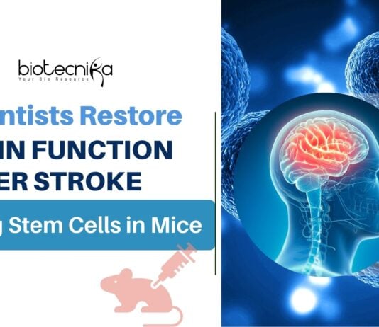 Scientists Restore Brain Function After Stroke Using Stem Cells in Mice