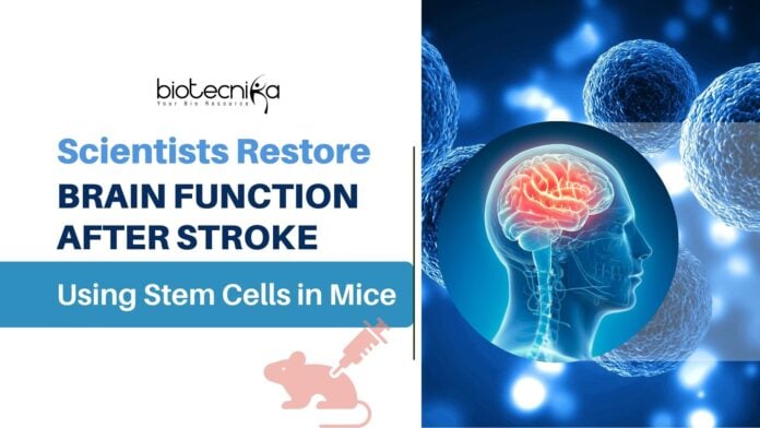 Scientists Restore Brain Function After Stroke Using Stem Cells in Mice