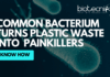 How a Common Bacterium Could Turn Plastic Waste Into Everyday Painkillers Bacterium Turns Plastic Waste Into Everyday Painkillers