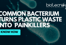 Bacterium Turns Plastic Waste Into Everyday Painkillers