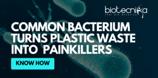 Bacterium Turns Plastic Waste Into Everyday Painkillers