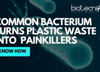 Bacterium Turns Plastic Waste Into Everyday Painkillers