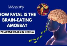 Everything you need to know about the fatal Brain-Eating Amoeba 
