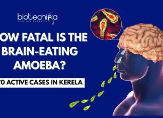 Everything you need to know about the fatal Brain-Eating Amoeba 