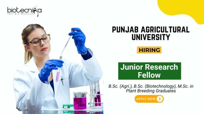 Research Jobs at Punjab Agricultural University Biotech Graduates Apply Now for the JRF Position (1)